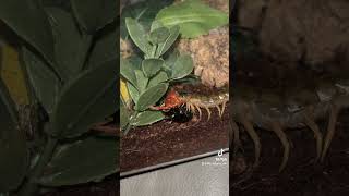 Centipede feeding centipede scolopendra invert invertebrates [upl. by Saloma333]