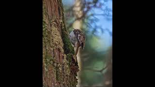 【木を走る走る！】忙しいキバシリVery busy Treecreeper キバシリ Treecreeper [upl. by Yrroc689]