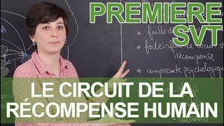 Le circuit de la récompense humain  SVT  1ère  Les Bons Profs [upl. by Mahan]