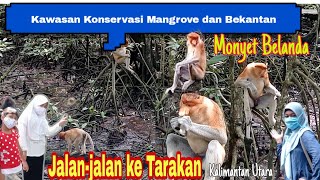 Kawasan Konservasi Mangrove dan Bekantan KKMB Bekantan Mangrove JalanjalankeTarakan [upl. by Eldwon614]