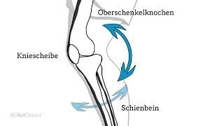 So funktioniert unser Kniegelenk  NetDoktorde [upl. by Nyla822]