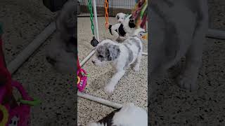 Cute Puppy Video Millie🤎Diamond puppies Woodlotcompanions [upl. by Nnaeoj]