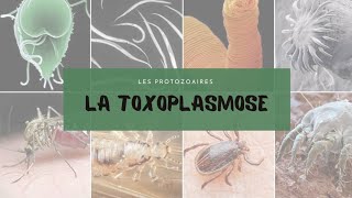 3 Toxoplasmose  QCM protozoaires [upl. by Kirsch650]