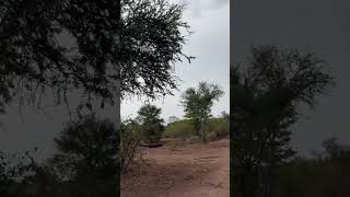 Zebras on the run africa wildlife newyoutubeshorts ytshorts [upl. by Euqinad376]