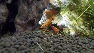 Neocaridina davidi Orange Sunkist [upl. by Aynekal]