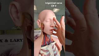 Sensory nerve of the face anatomy [upl. by Earvin348]