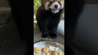 Show off the happy energy of the red panda It’s a video of the foodie red panda Acridine RedPanda [upl. by Anahsar]