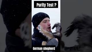 Purity test German Shepherds gsd shorts [upl. by Sone]