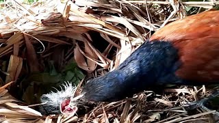 Greater coucal bird brings butterfly to babys mouthbird baby [upl. by Ellenehs686]