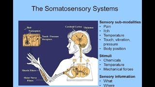 Somatosensory System [upl. by Oilime]