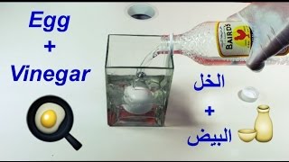 Experiment Egg With Vinegar  تجارب البيض مع الخل [upl. by Trudi471]