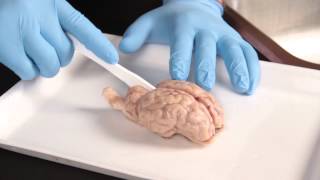 Carolina Quick Tip® Sheep Brain Dissection [upl. by Nommad]