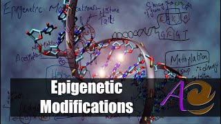 Epigenetic modifications [upl. by Jenilee325]