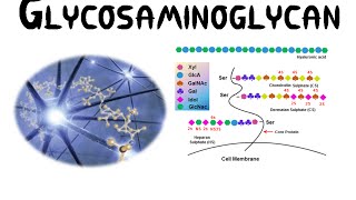 Glycosaminoglycans GAGs [upl. by Nylle]