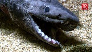 quotLiving fossilquot frilled shark dies in captivity [upl. by Liliane]