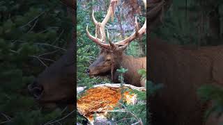 Bull Elk Shedding Velvet off Antlers [upl. by Karolina]