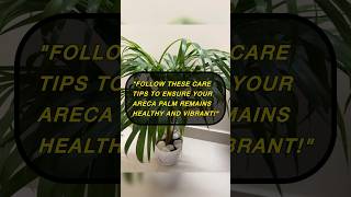 Areca palm care tips✅🌿 shorts plants plantcare plantcaretips प्रकृतिlove trending [upl. by Suckram227]