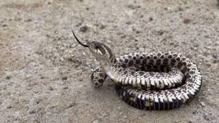 Mexican Hognose Snake Playing Dead [upl. by Cherilynn]