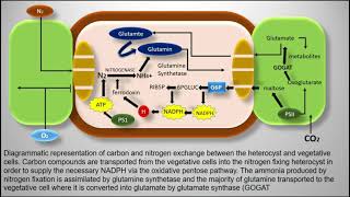 Heterocyst  Cyanobacteria  Nostoc [upl. by Eahsat]