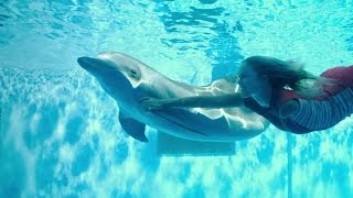 Dolphin Tale 2 [upl. by Ellehcim438]