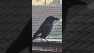 Currawong Visitor  24th November 2022 [upl. by Modnarb601]