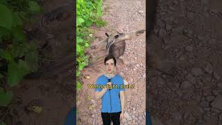 Beware the anteater comedy music parody of maneater by nellyfurtado 00smusic [upl. by Daughtry]