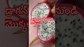 Dragon fruit plants from fresh fruit teluguvlogs gardeninggrowingplantstelugushortsytshorts [upl. by Alistair182]