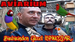 Birbirinden muhteşem ispinozlar Türkiye de ilklerden Aviarium da [upl. by Greenwood734]