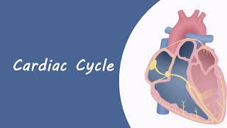 cardiac cycle [upl. by Egerton]