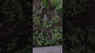 THINNING FLOWER SEEDLINGS FOR BEST PRODUCTION gardentips garden gardening flowers [upl. by Adamis]