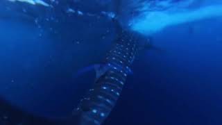 Whaleshark closeup near Komodo Indonesia [upl. by Carolee]