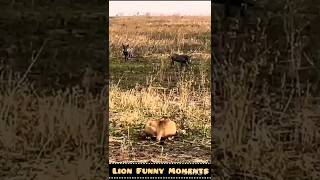 Lions Silent Ambush on Warthog A Stealth Masterp [upl. by Cathie897]