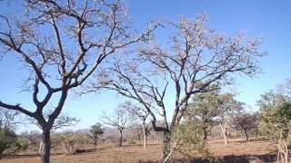 Leopard hunting monkey at Sabi Sands [upl. by Janela]