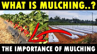 MULCHING  New Agriculture Technology  What is Mulching  Benefits of Mulching in Agriculture [upl. by Rosalba]