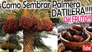 COMO SEMBRAR Y GERMINAR PALMERA del DÁTIL [upl. by Birdella401]