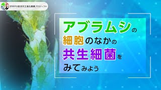 アブラムシの細胞のなかの共生細菌をみてみよう【ERATO深津共生進化機構プロジェクト】 [upl. by Leblanc]