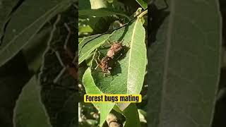 Forest bugs mating bugsmating [upl. by Renita]