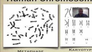 Chapter 14 Part 2  Karyotypes [upl. by Nauhs281]