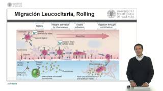 La inflamación la migración leucocitaria   UPV [upl. by Muirhead]