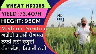 Hd 3385 wheat variety field and farmer feedback [upl. by Lebiram921]