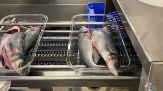 REEPACK  REEMASTER 800  FRESH FISH PACKAGING [upl. by Hemminger341]