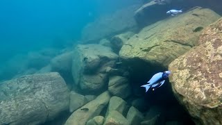 Swimming With Cichlids  Ophthalmotilapia ventralis kambwimba [upl. by Vaughan]