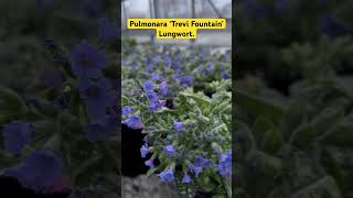 Pulmonara ‘Trevi Fountain’  Lungwort flowers plants spring perennial fypシ [upl. by Deanne]