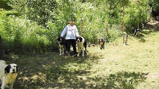 17 CAINI CIOBANESTI DE BUCOVINA SUS PE COASTA IN COMUNA BATRANI LA ILIE FATU JUD PRAHOVA [upl. by Bogie]