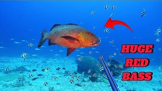 SPEARFISHING PHILIPPINES  RED BASS  BANTON ROMBLON  MEL SPEARFISHING TV😱 [upl. by Poll]