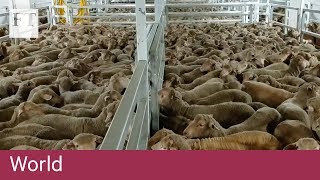 Sheep held in horrific conditions on Australian export ship [upl. by Tracey153]