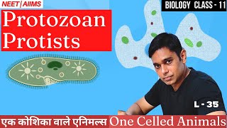 Biological Classification  Protozoa  Lecture 35  Biology  Class 11  CBSE  NEET  AIIMS [upl. by Eerolam]