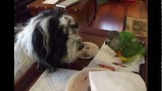 Havanese and Coton de Tulear Dog and Parrots [upl. by Eire]