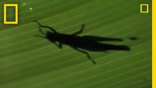 Anolis Lizard Love  National Geographic [upl. by Nyltyak872]