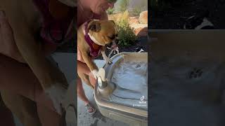 Dogs drink from water fountain bostonterrier bostonterrierlove funnypuppy lilrt lilmabu funny [upl. by Notslar]